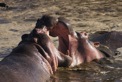 Africa Safari Hippo
