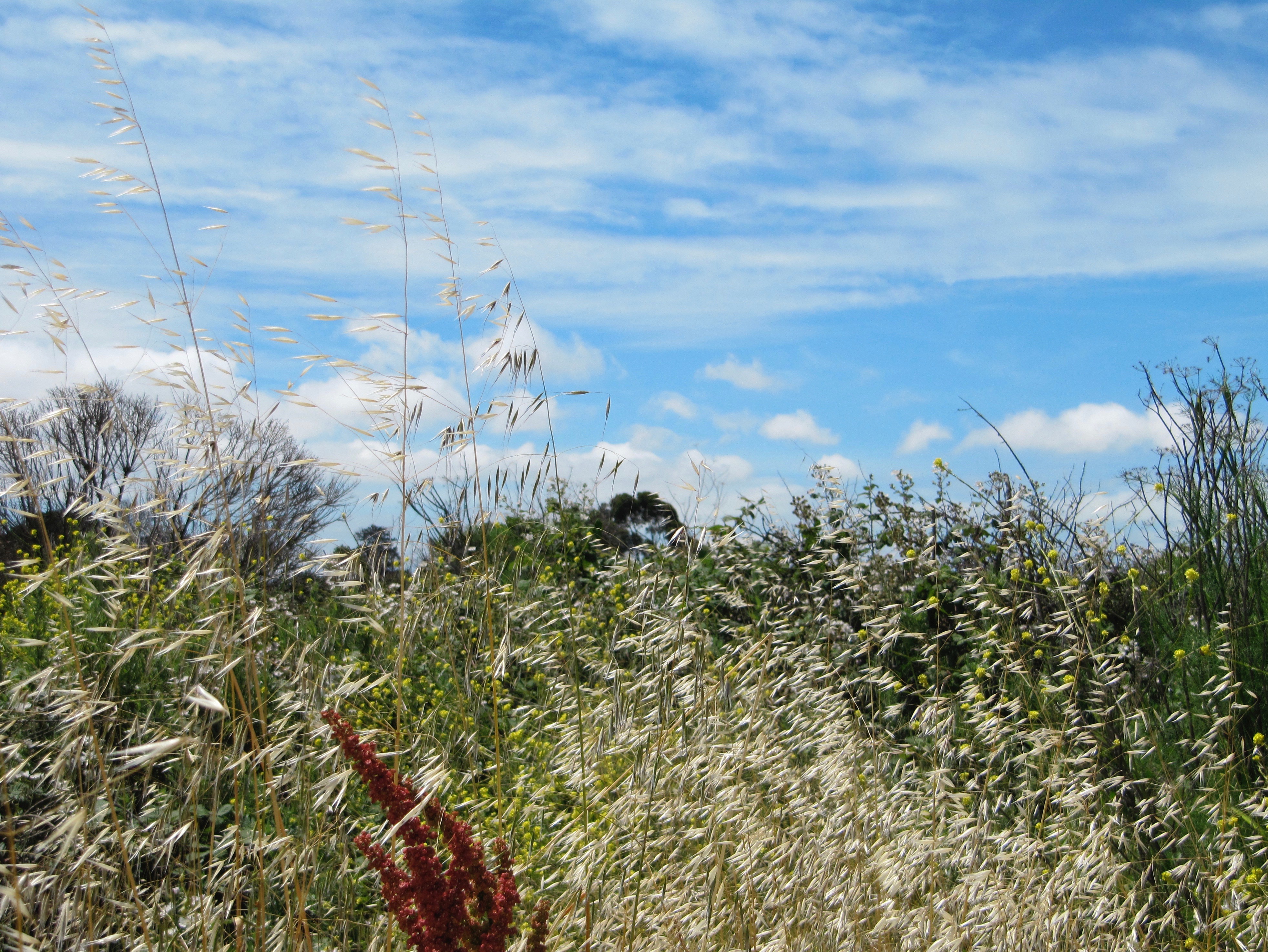 scape - series 1:2  2010