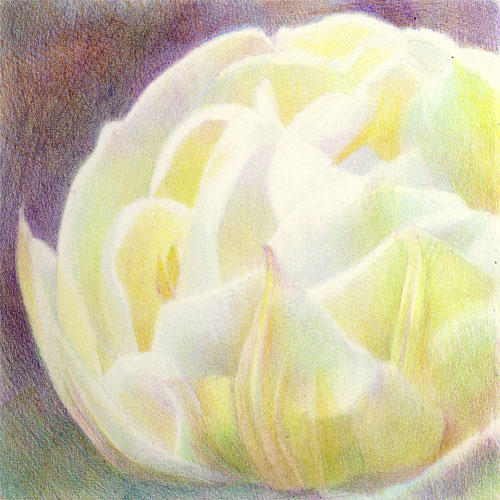 White Tulip #1 (8" x 8") coloured pencil on Saunders Waterford HP