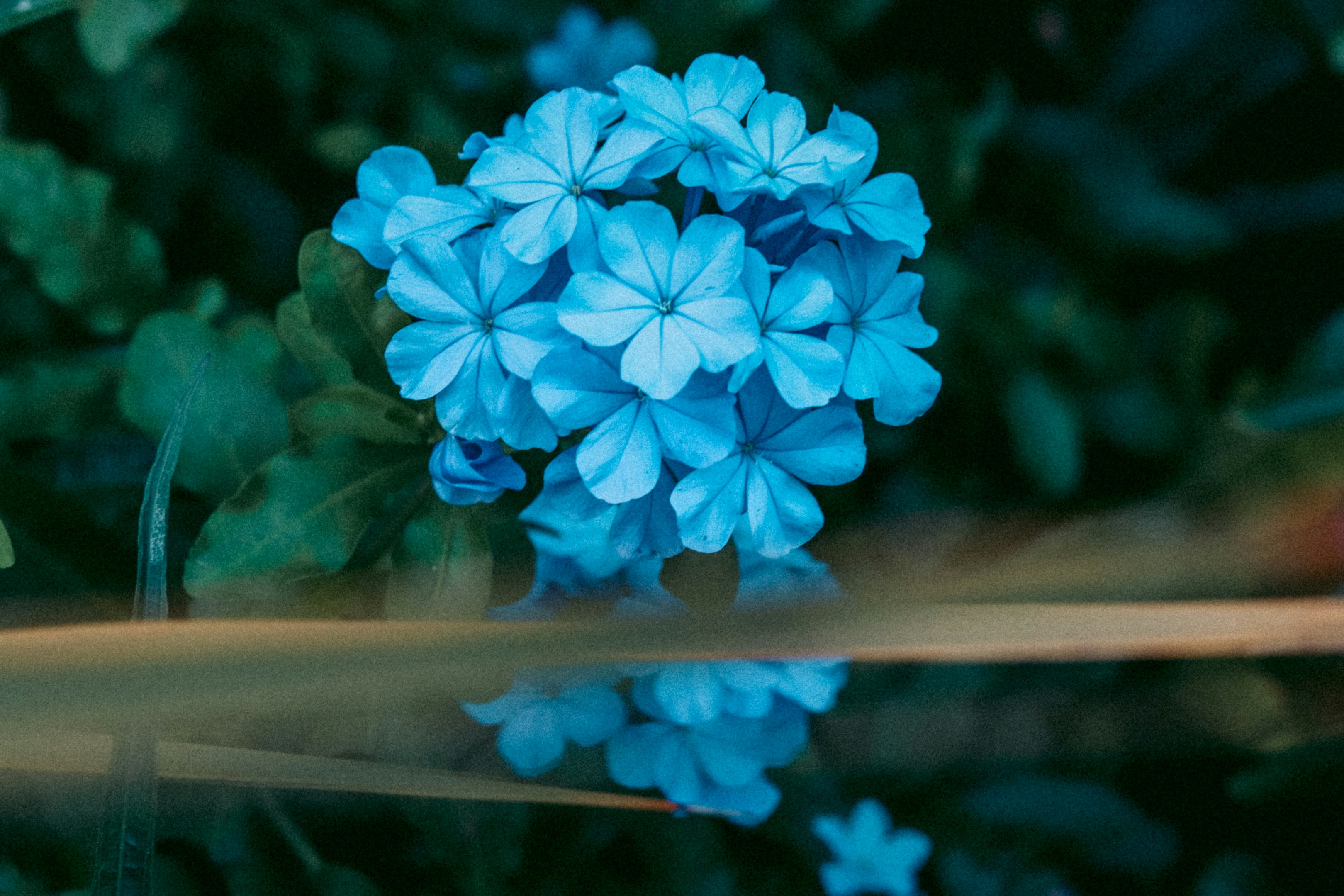 blue flower