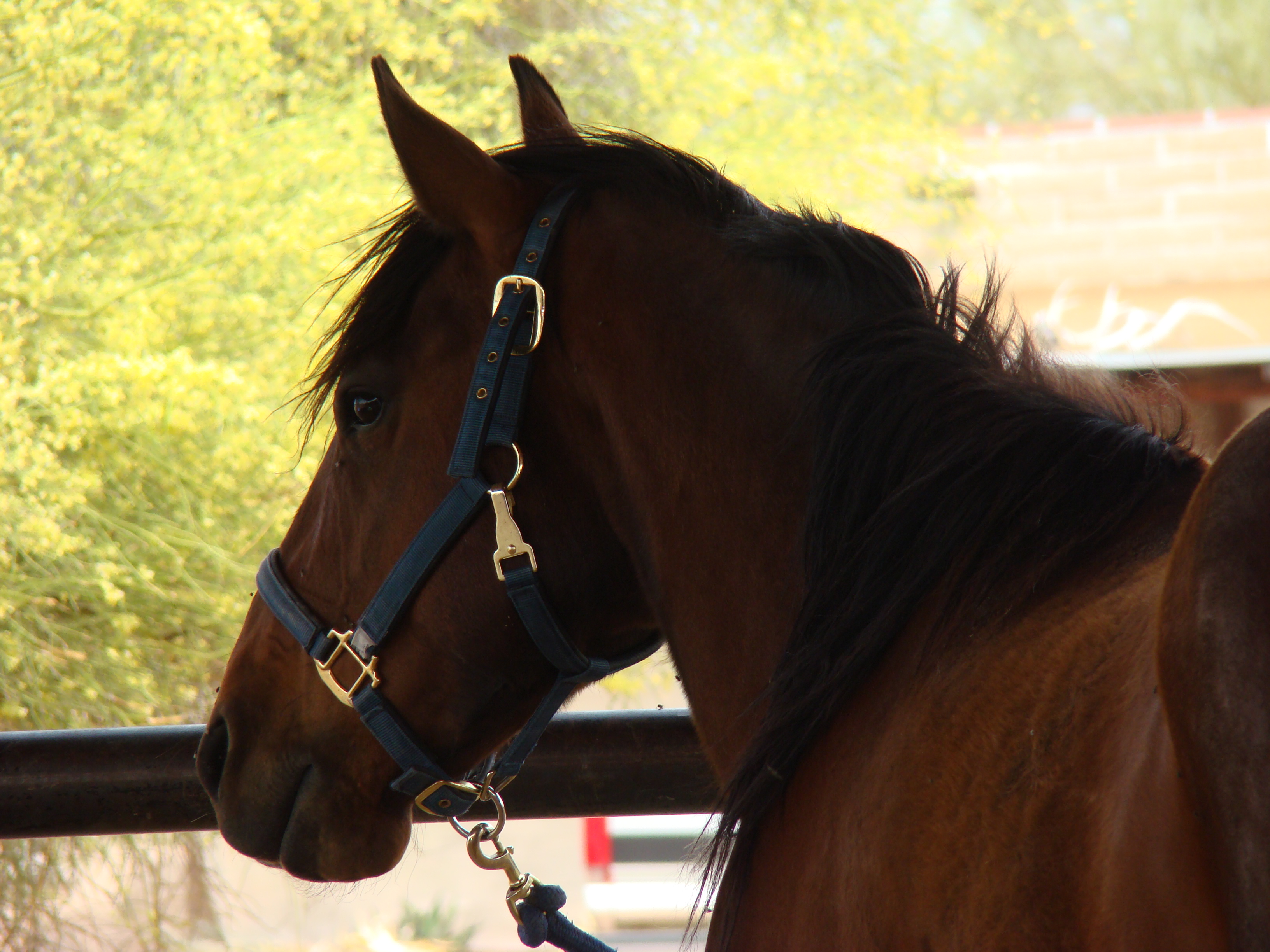 https://0201.nccdn.net/1_2/000/000/0f2/de7/ok-corral-stables.jpg