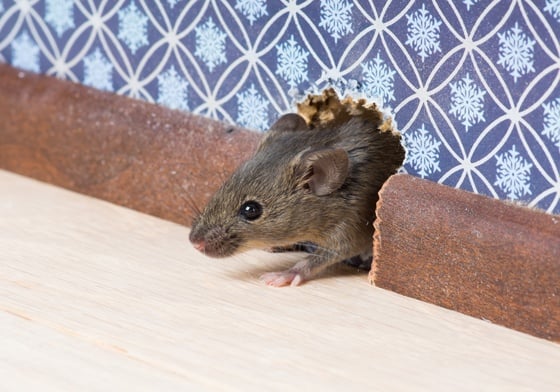 House Mouse