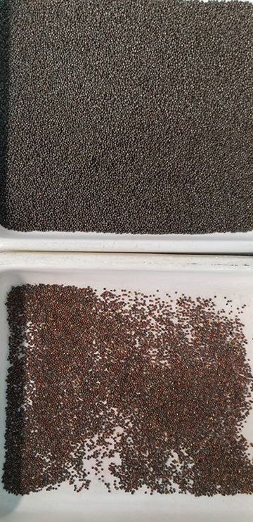 https://0201.nccdn.net/1_2/000/000/0f3/bdd/coated-seeds--brown-crop.jpg