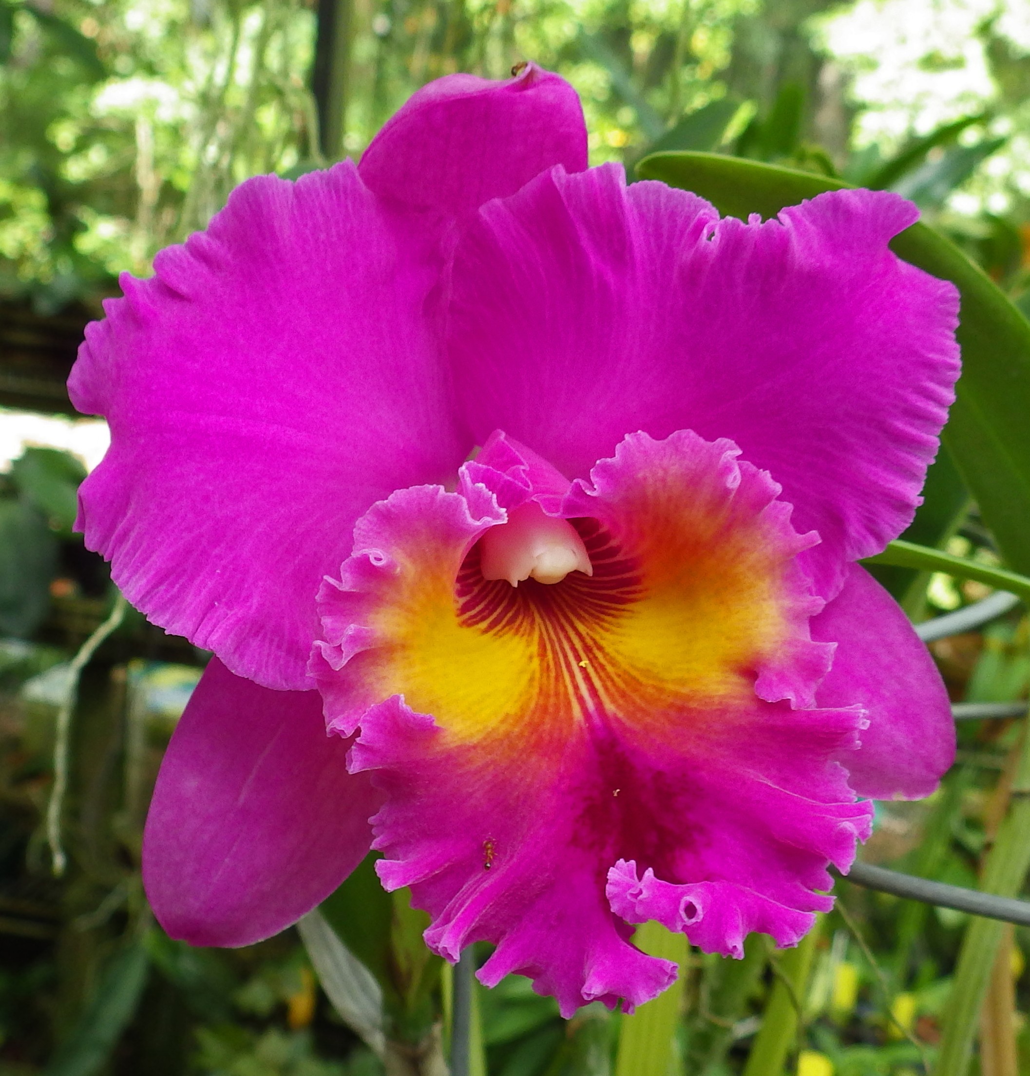 RLC KC Hackney