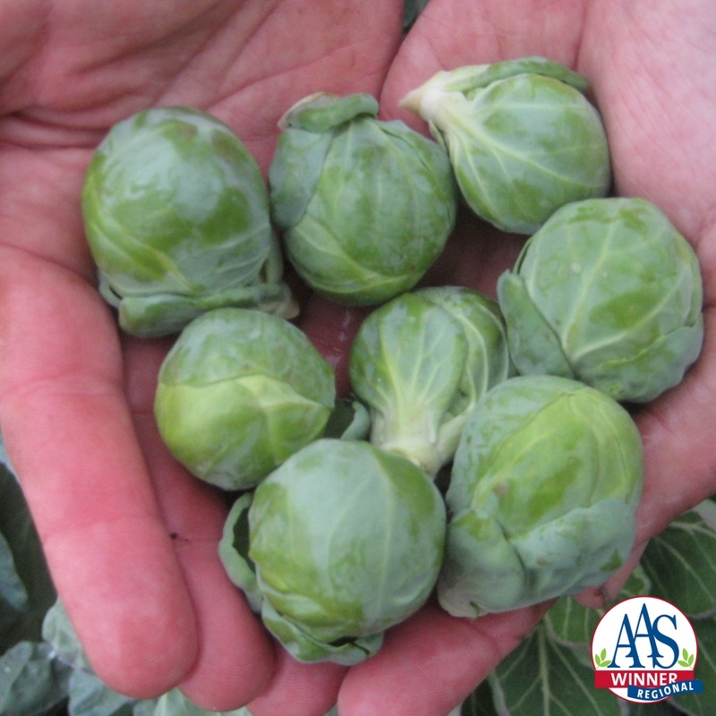 Brussels Sprout Hestia Brussels Sprout Hestia
