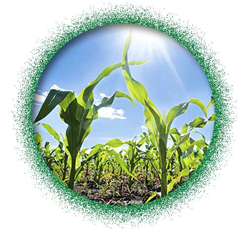 Agrícola Comercial de Victoria - venta de semillas