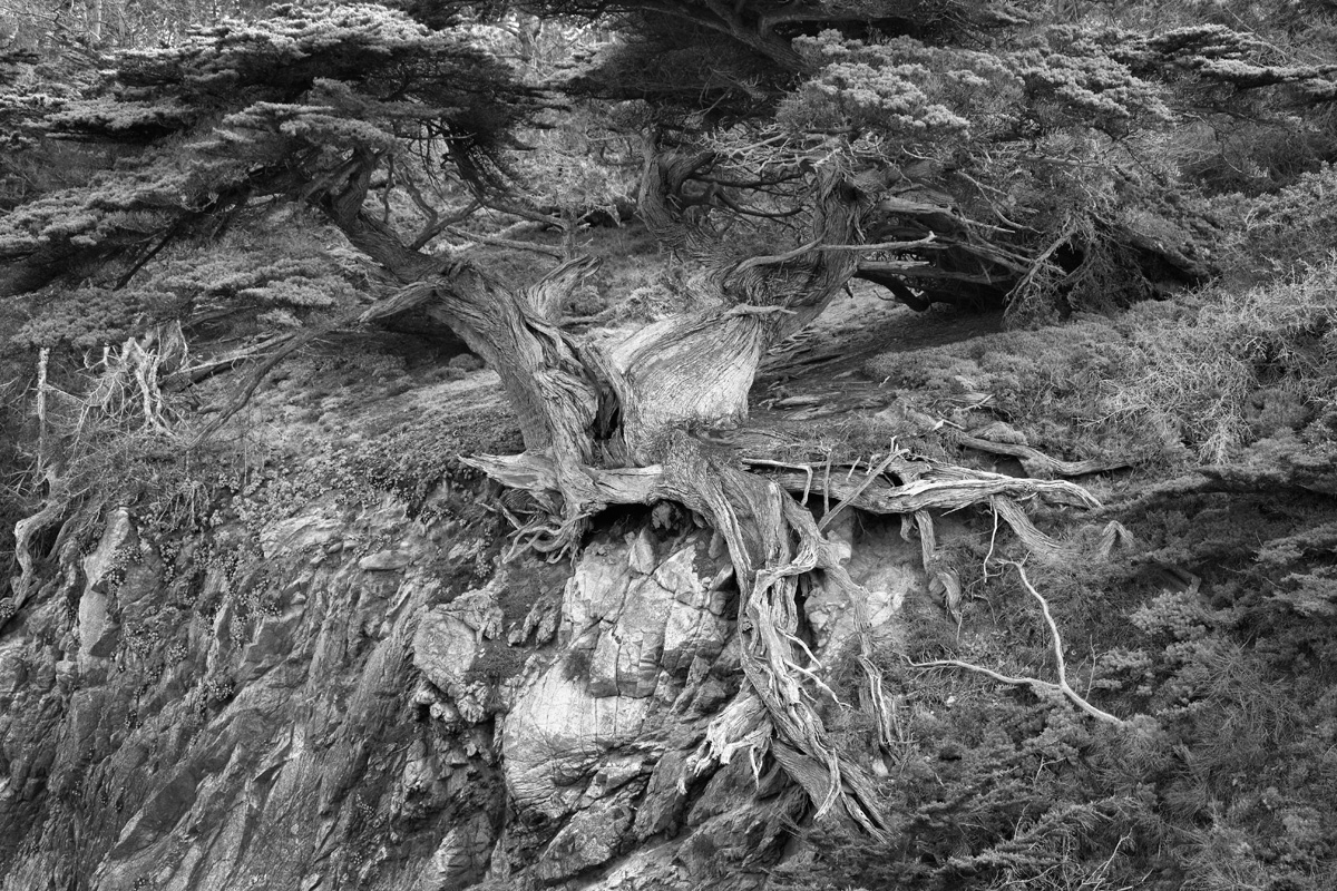 Point Lobos Cypress