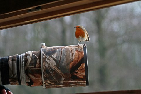 Rocking Robin Rocking Robin