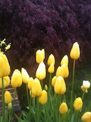 Which color combinations appeal to you? They are like an artist’s palette. Everyone has their own. Dramatic, soft, relaxing, vibrant, harmonious, playful...