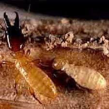 Drywood Termite Soldier