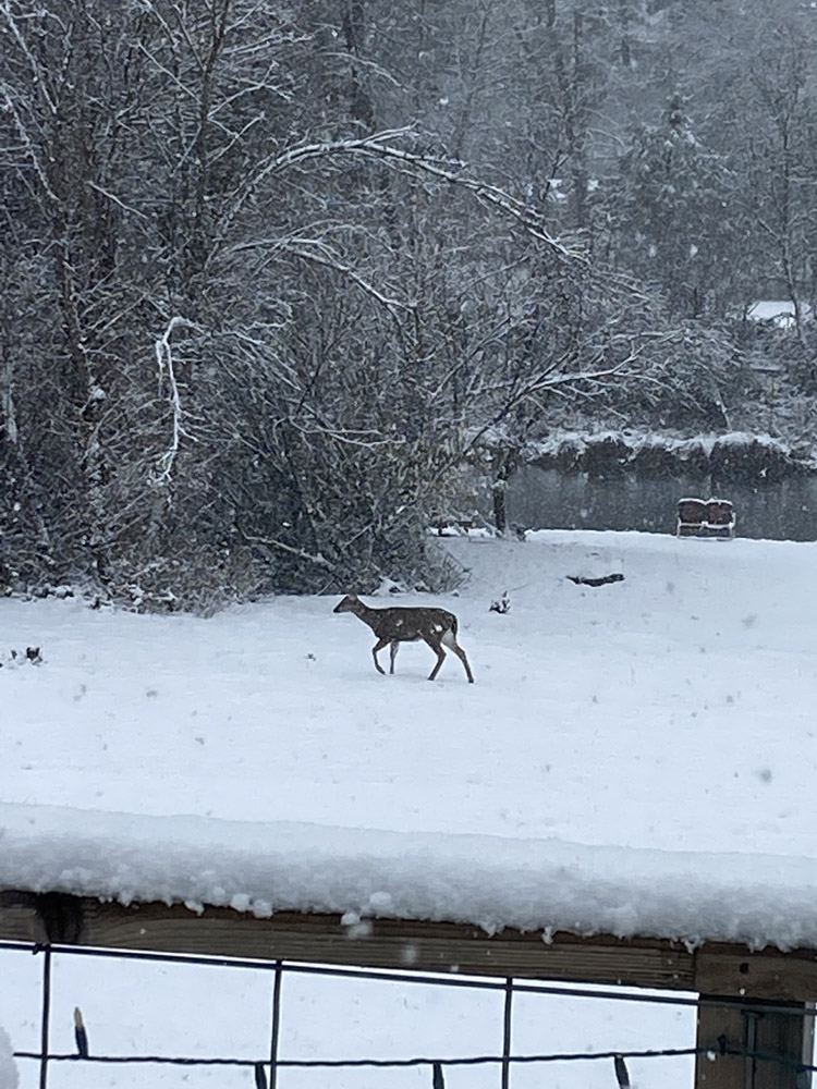 https://0201.nccdn.net/1_2/000/000/0f4/ee4/deer.jpg