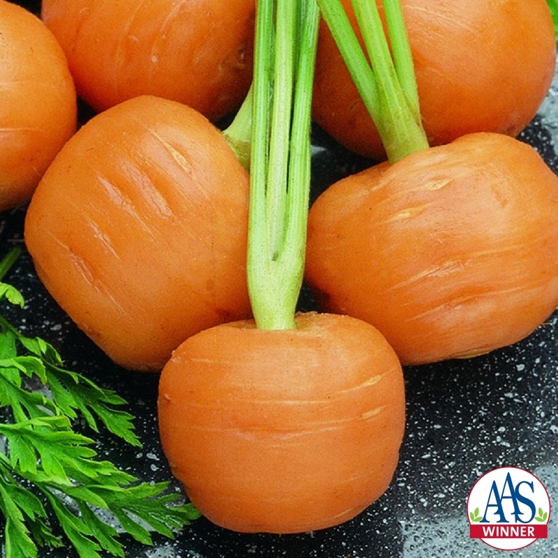 Carrot Thumbelina Carrot Thumbelina
