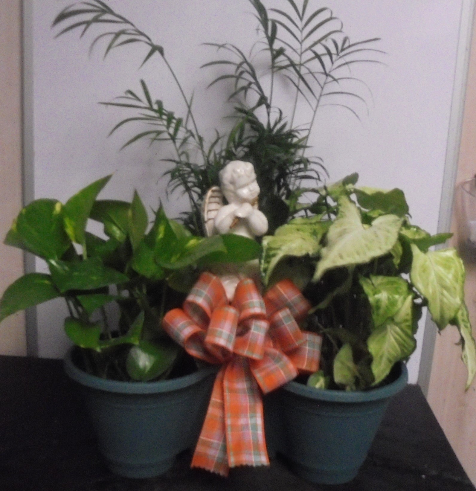(2B)  "Three" Plant Combo
W/ Angel
$60.00
