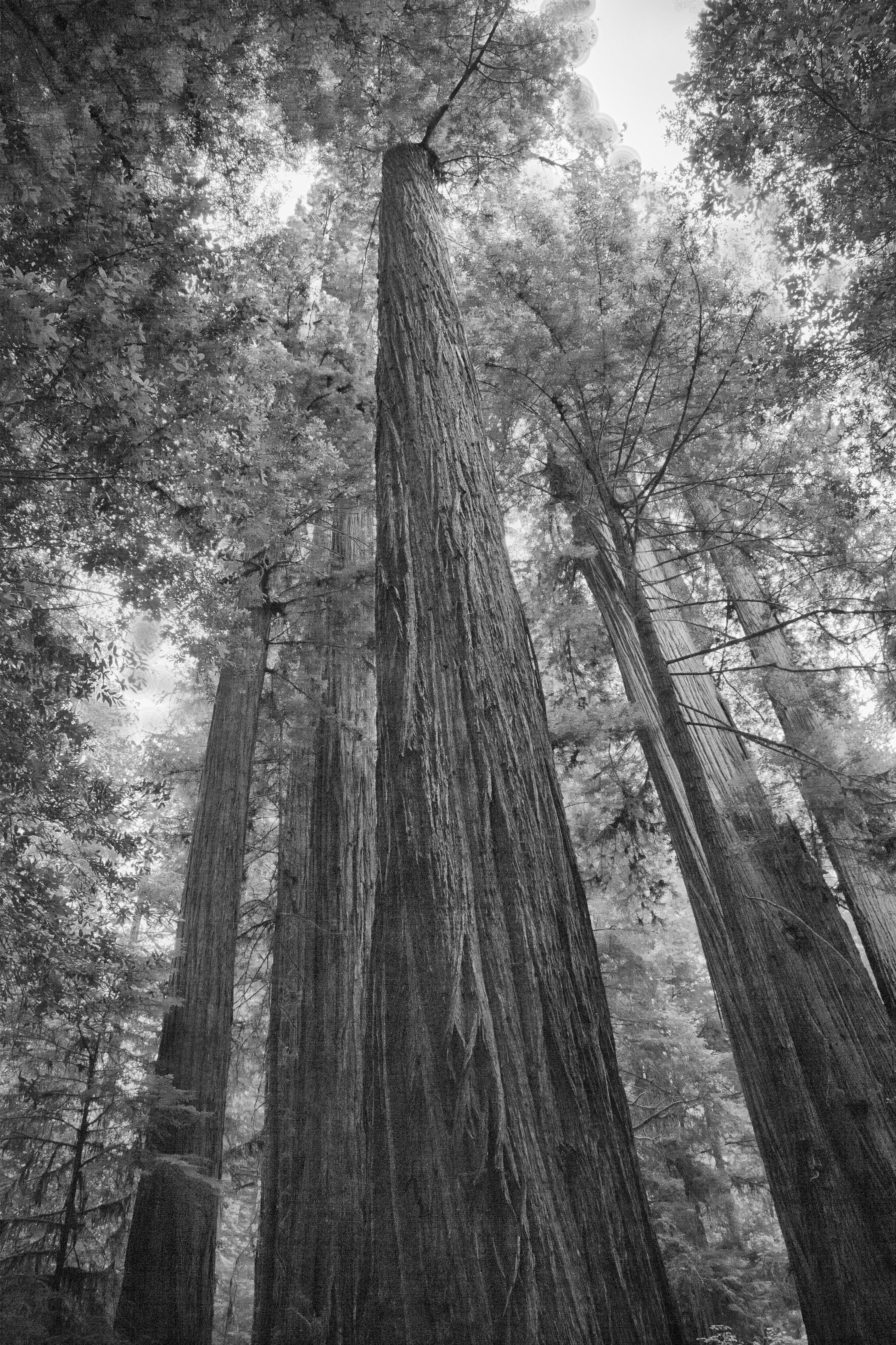 Jedediah Smith Longboards