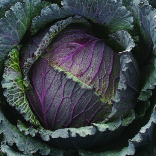Cabbage Deadon Cabbage Deadon