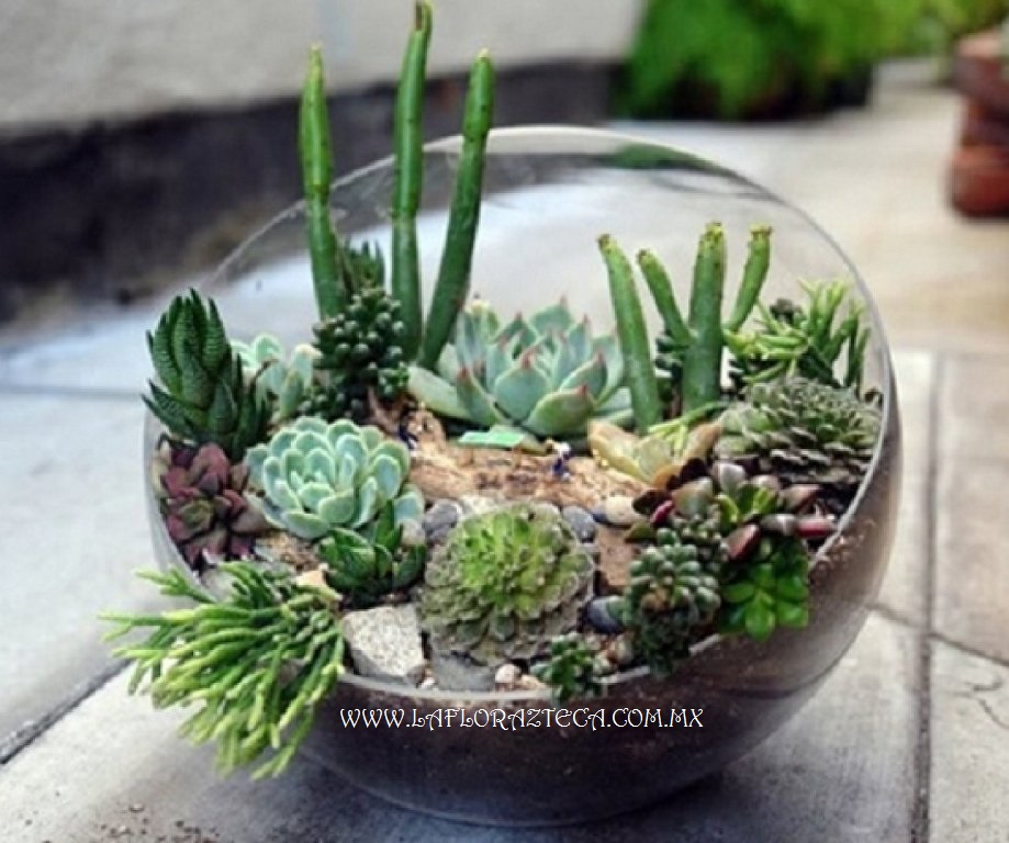 LFA-DA003 Original Diseño de Cactáceas
Precio $995