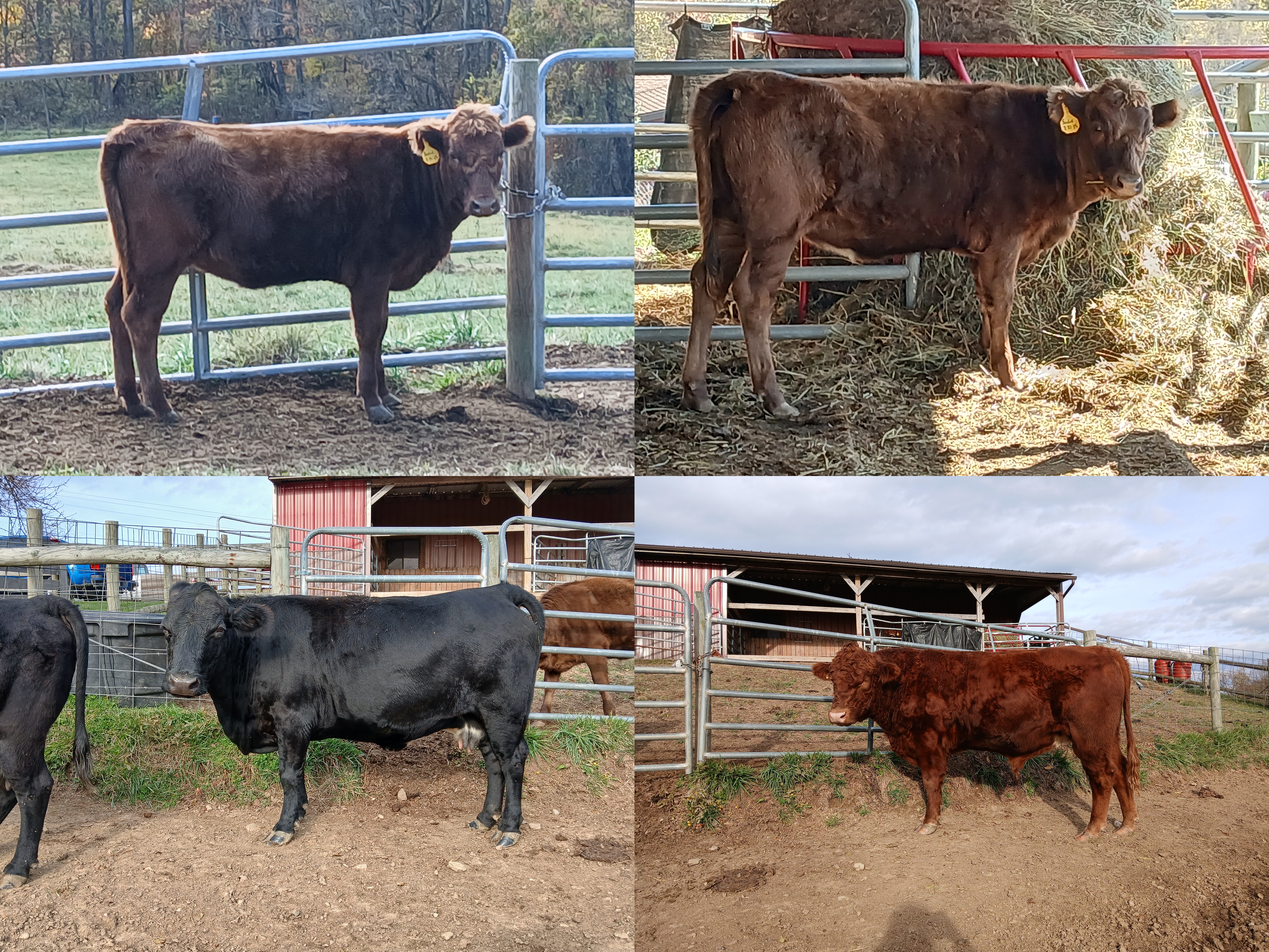 PDCA dun heifer looking for new home.
Born 2-21-2025.
Non chondro,non pha, vaccinated,dewormed, carries red, A2A2, homo polled, started on halter.
Wheeling,WV
Call 304-218-9561 for more info.