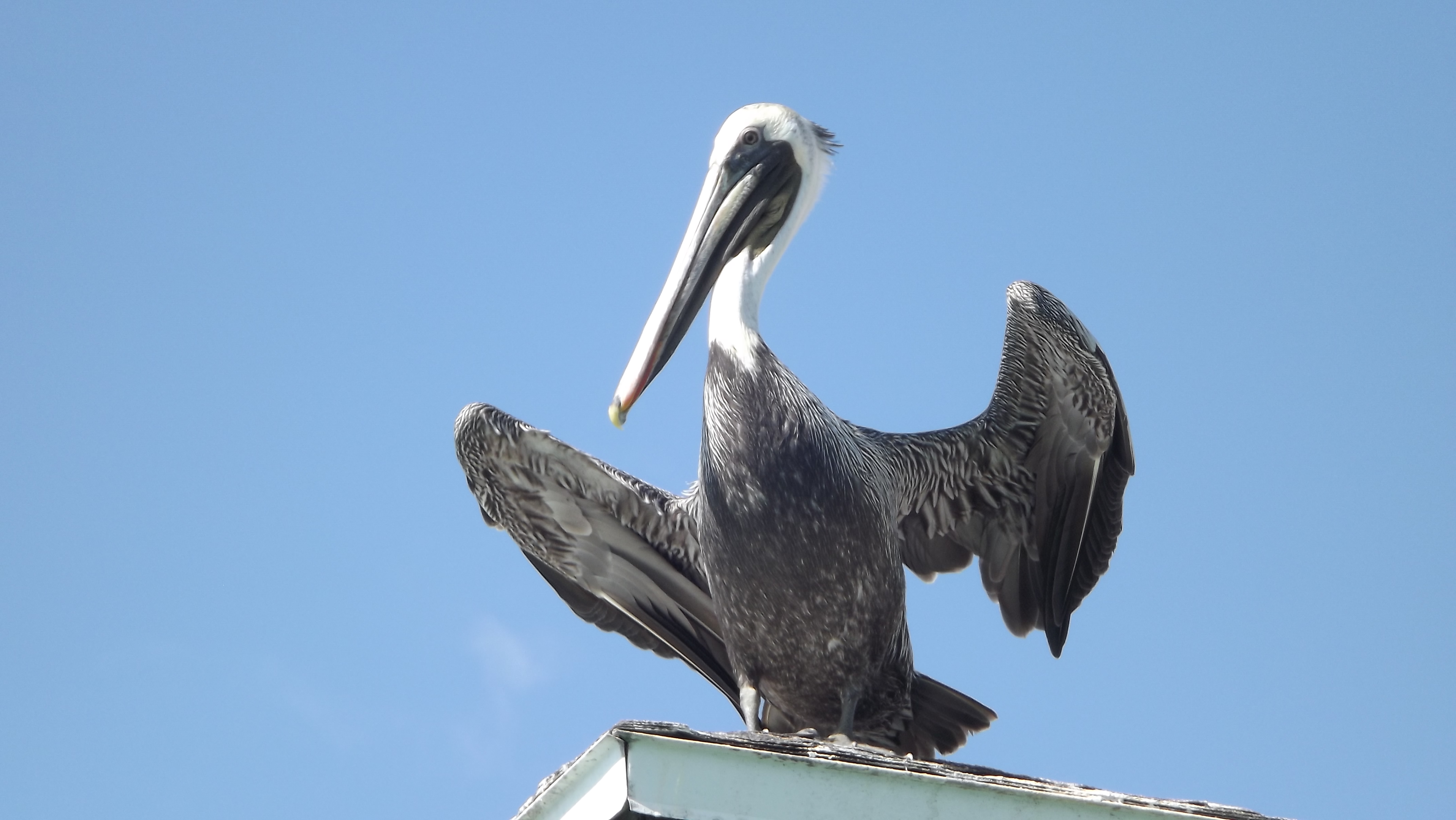https://0201.nccdn.net/1_2/000/000/0f7/384/bird-pelican-brown.jpg