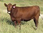 Brown cow in pasture