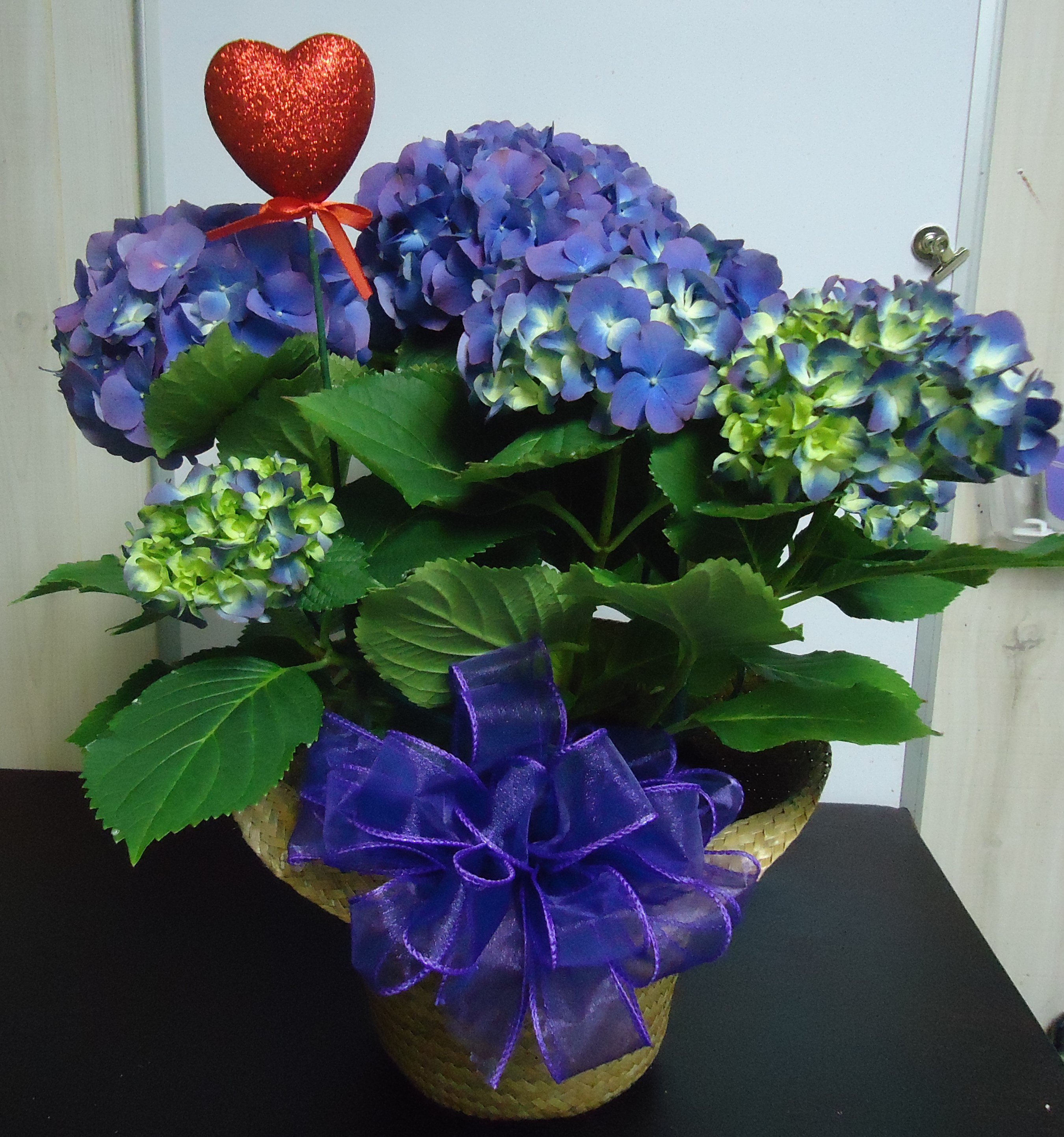 Bloomimg &quot;Blue&quot; Hydrangea Plant
$45.00