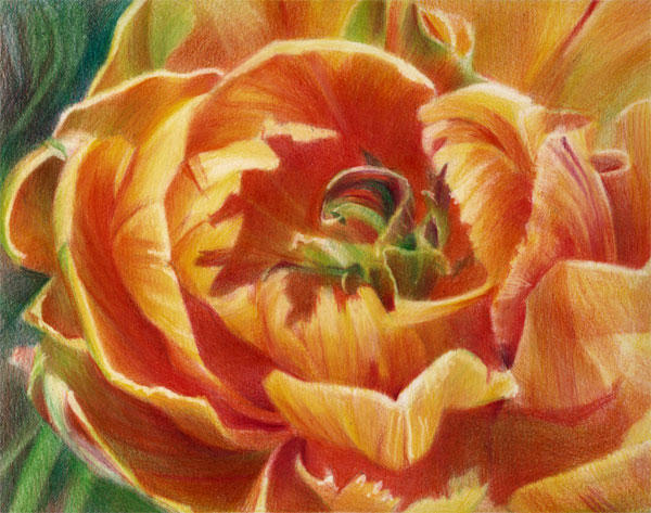 Kew Tu;ips #1 (Coloured Pencil 8" x 10"
