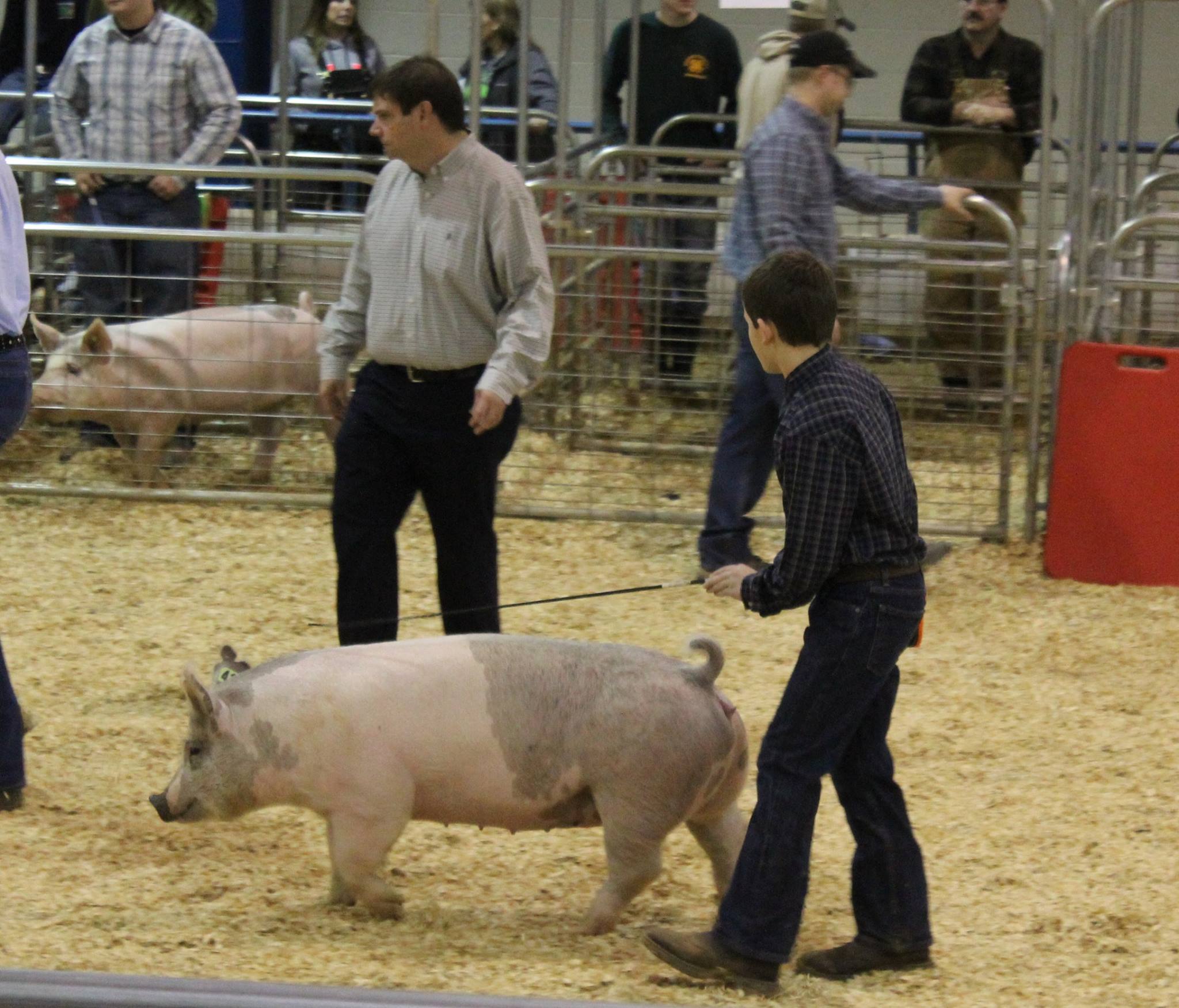 https://0201.nccdn.net/1_2/000/000/0f8/1ba/2016-TN-State-Market-Hog-Show-boy4.jpg