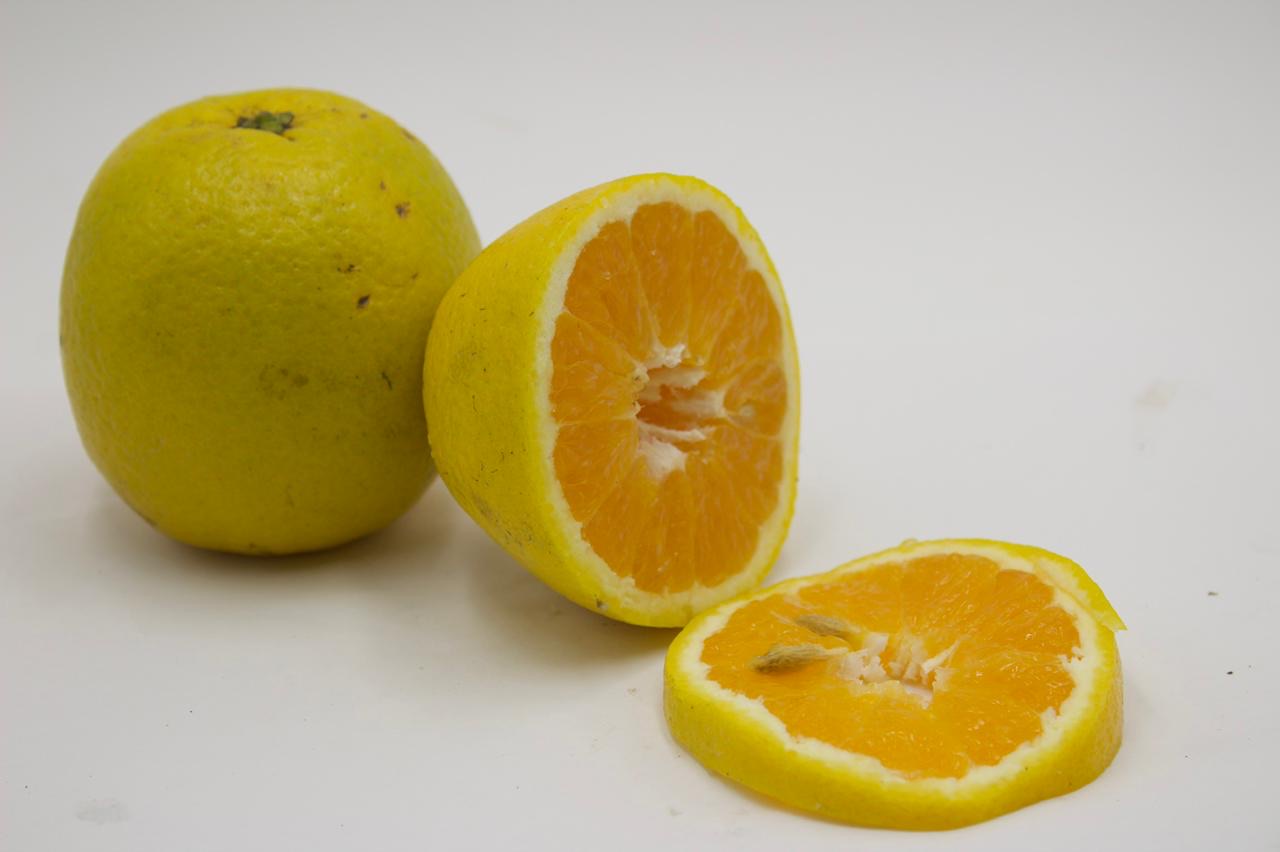 NARANJA AMERICANA