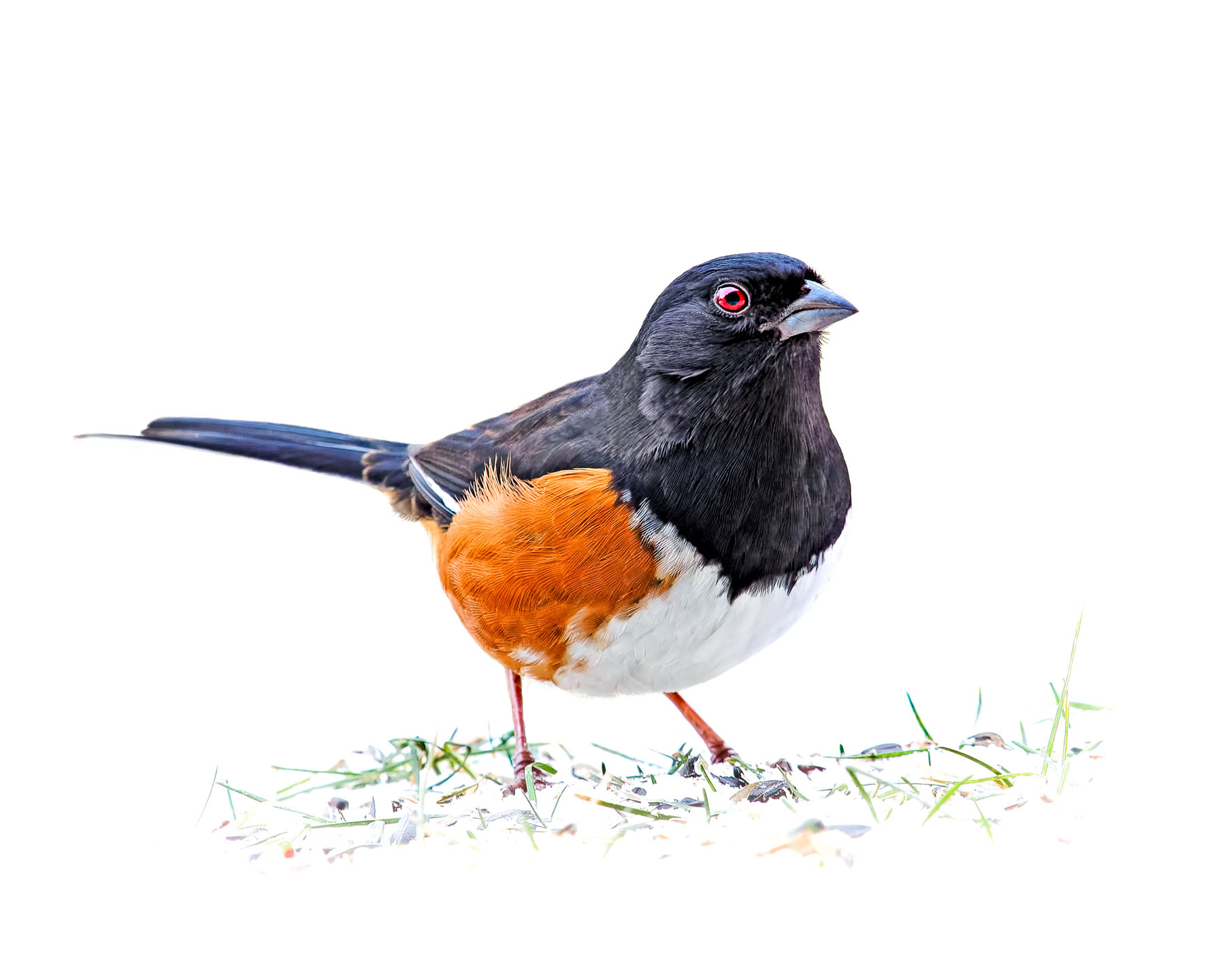Eastern Towhee 1