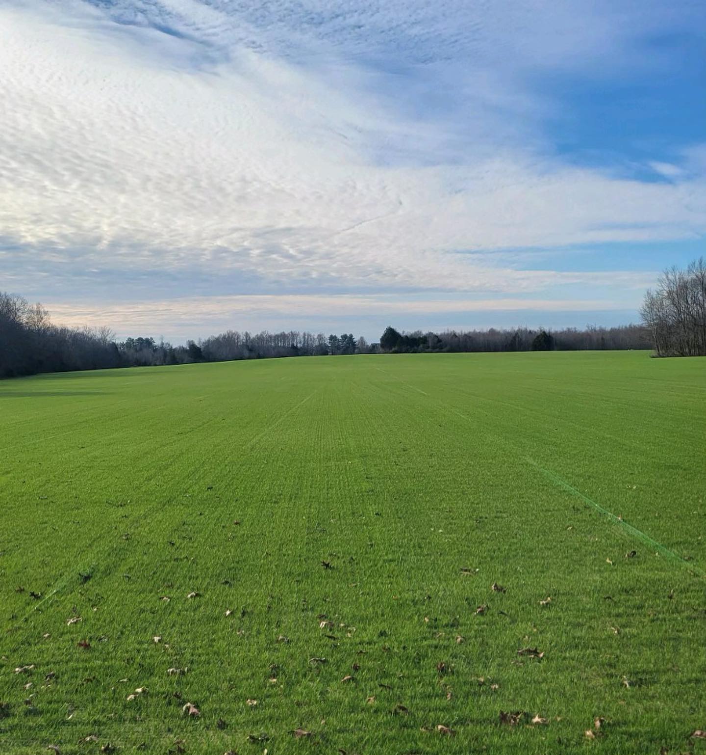 Expansive green field with dirt rows in foreground under a bright blue sky with scattered clouds. Expansive green field with dirt rows in foreground under a bright blue sky with scattered clouds.