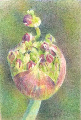 Prelude  (12" x 8") coloured pencils on Arches HP
Selected for the Society of Botanical Artists Annual Exhibition 2009 and the UKCPS Annual Exhibition 2010