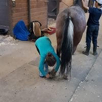 Luna and Hunter: Grooming before and after riding is all a part of the program here, at Positive Way Horsemanship.