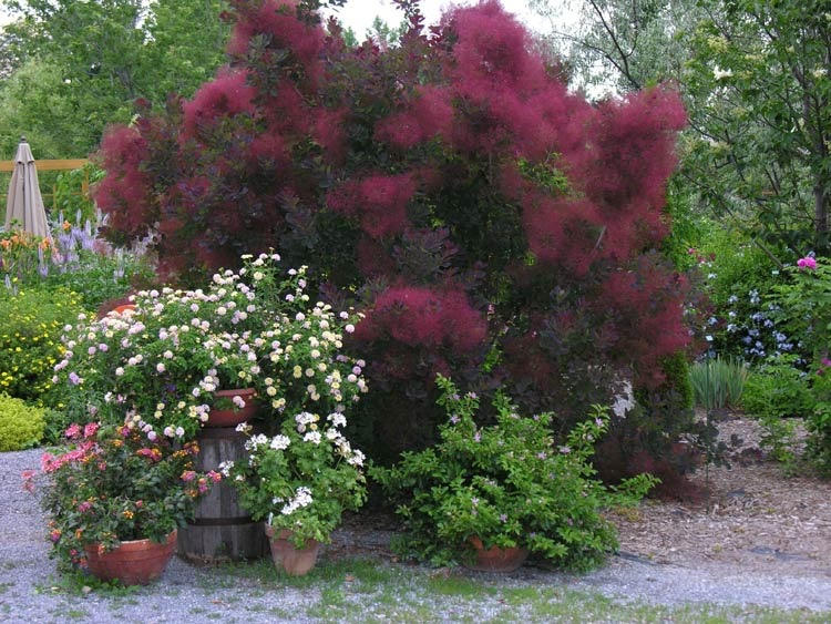Add color and drama to your landscape with a specimen plant - like this Cotinus - Smoke Bush with smaller, lower plants accenting. 