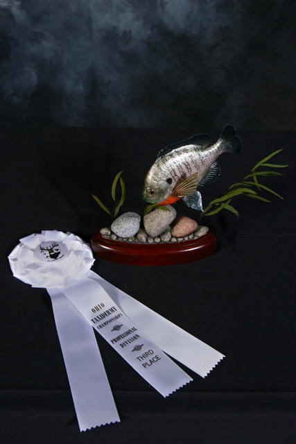 blue gill reproduction swimming fish taxidermy