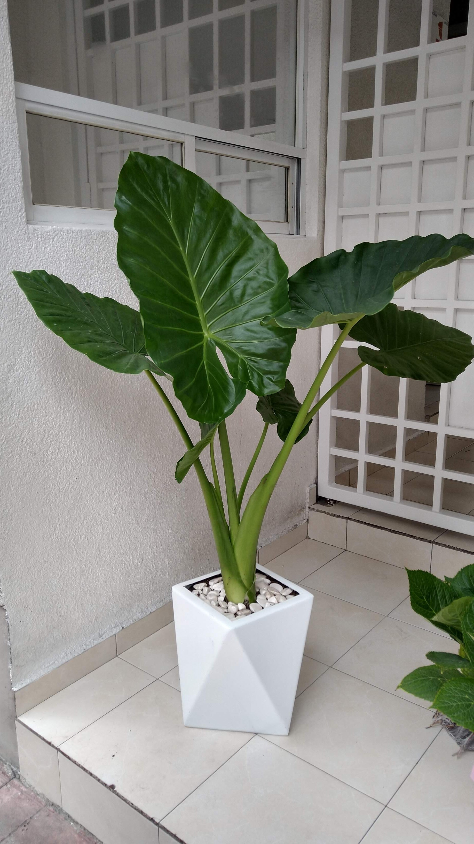 HOJA ELEGANTE