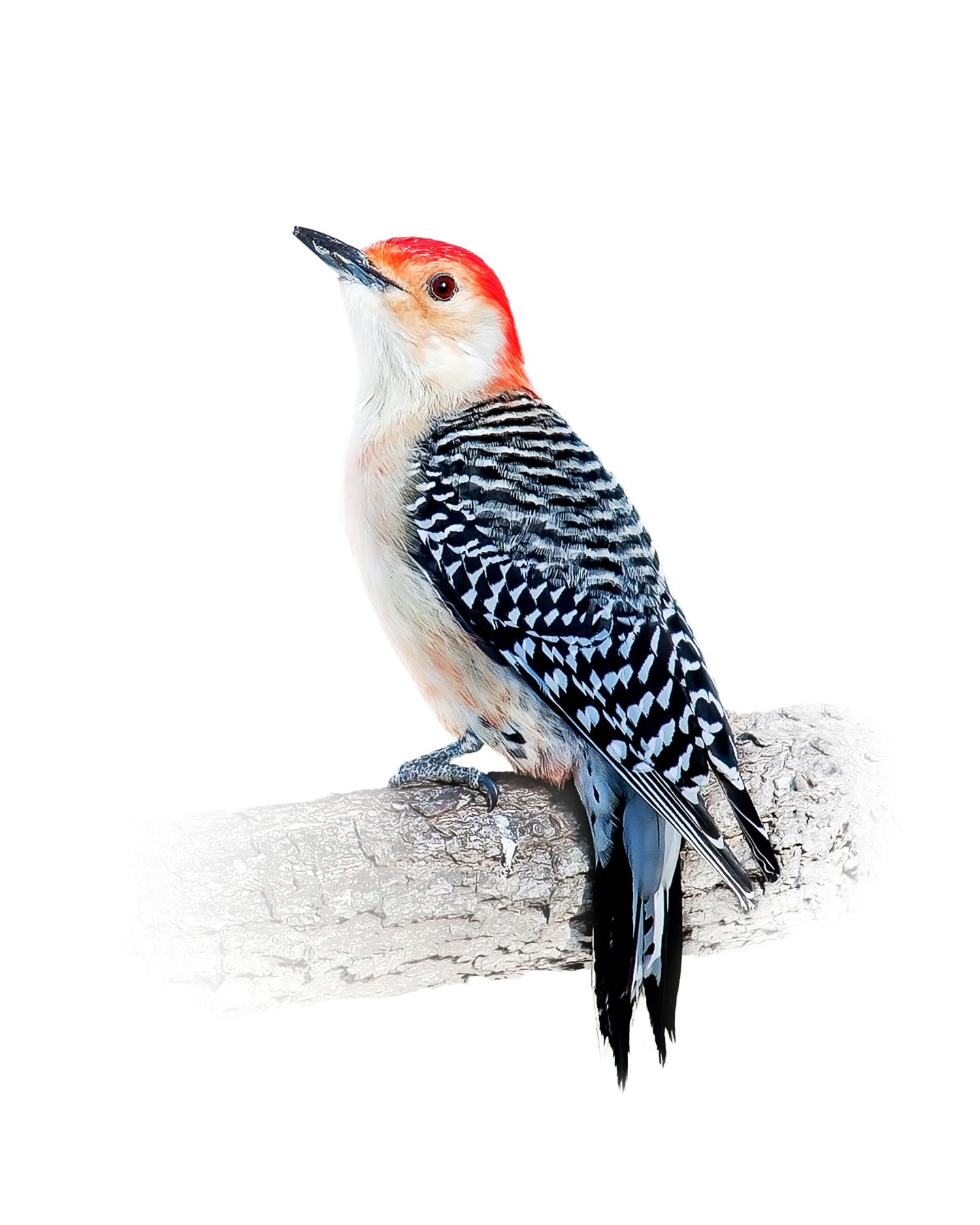 Red-bellied Woodpecker 1