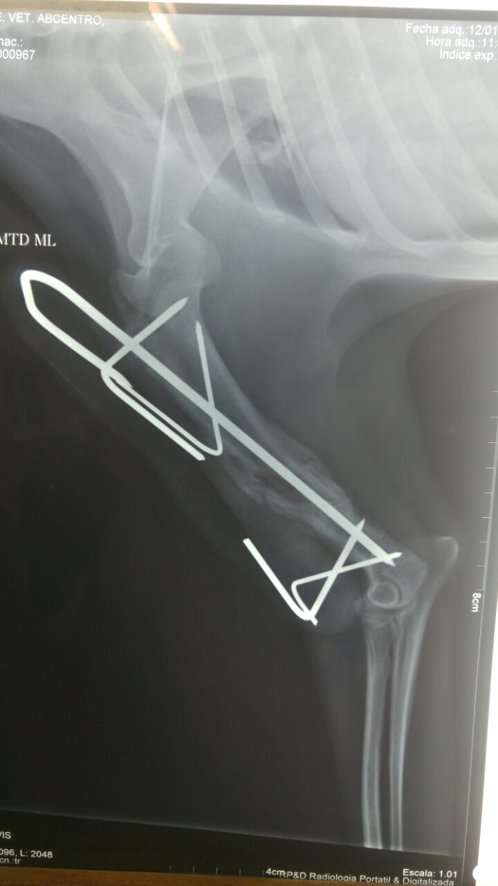 En ABCentro, orgullosamente somos centro de referencia para cirugía ortopédica veterinaria.
