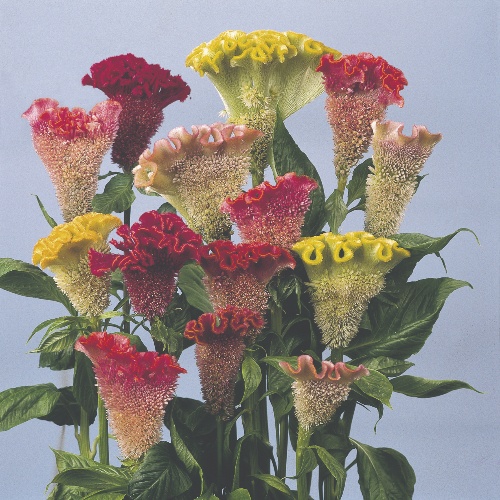 Twilley Seed Celosia Twilley Seed Celosia
