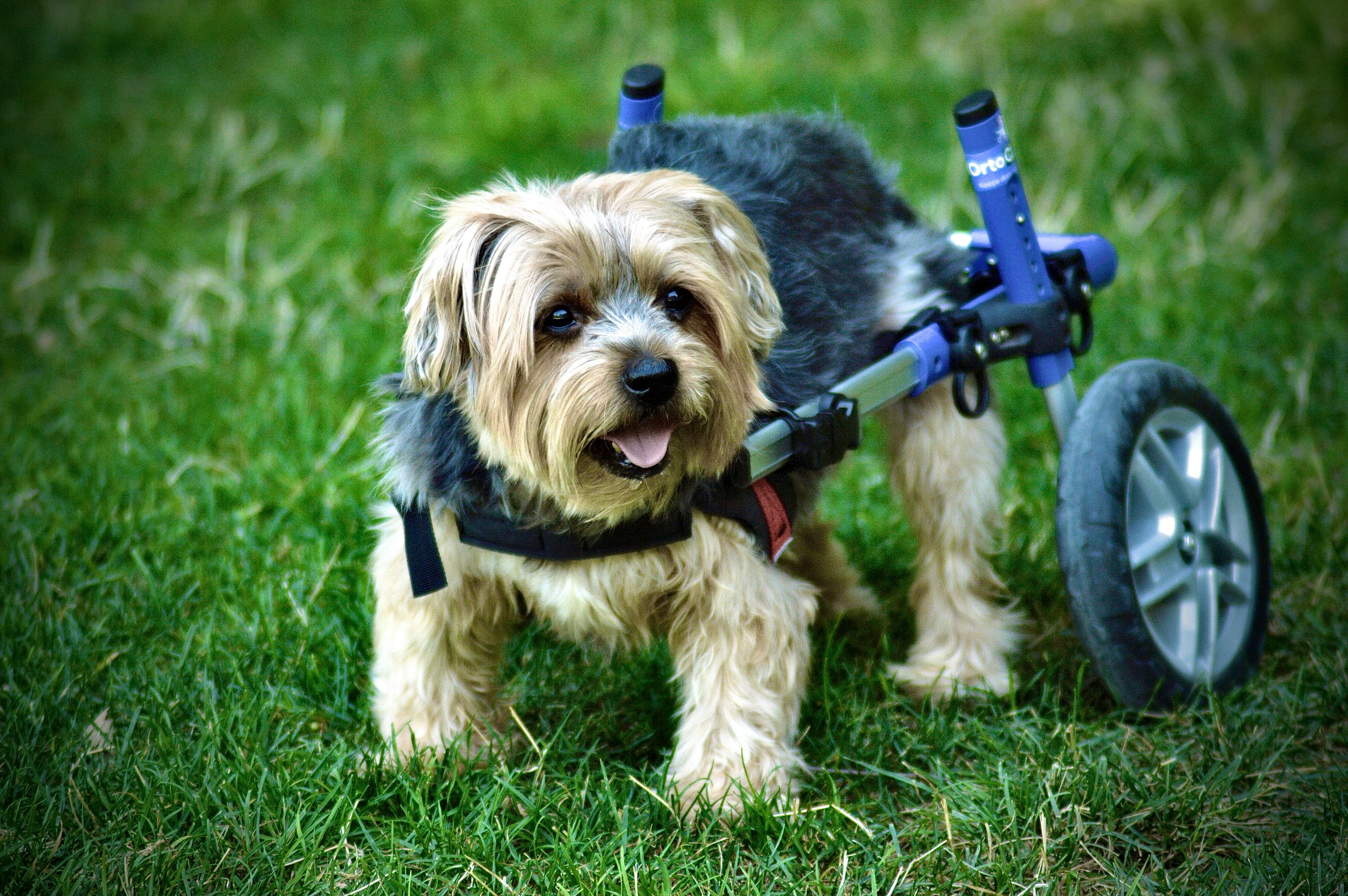 A small dog wearing a wheelchair on grass