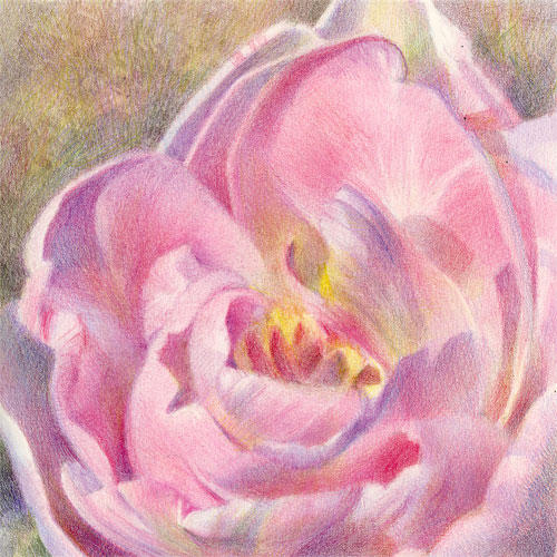 Interior, Pink Tulip #2