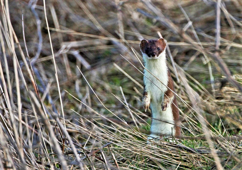 The Stoat