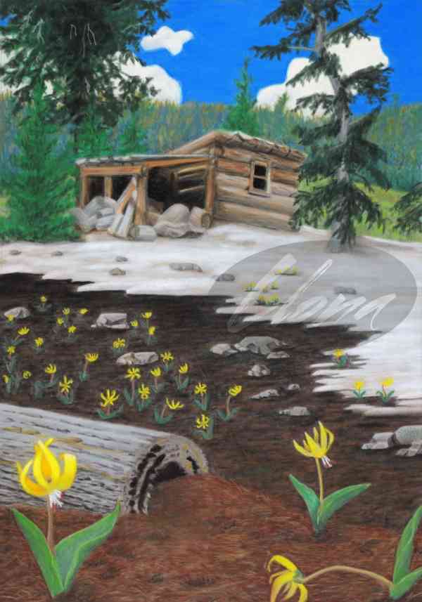Wildwood Cabin
Original. Pastel Painting
20"  x  14"