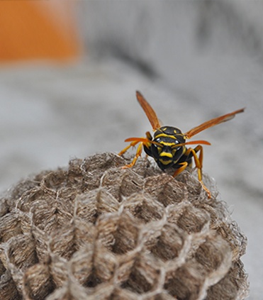 Wasp on Honeycomb