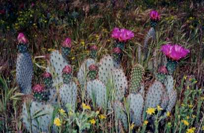 Bakersfield Cactus