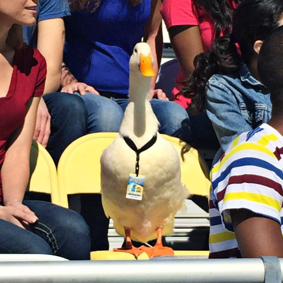 https://0201.nccdn.net/1_2/000/000/0fc/d86/geico-duck.jpg