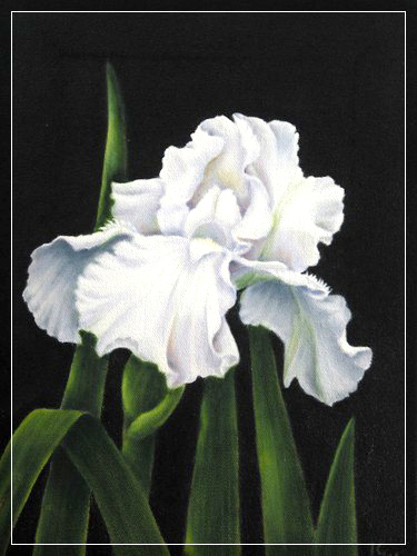 Williams, White Bearded Iris, 12x9 Oil 