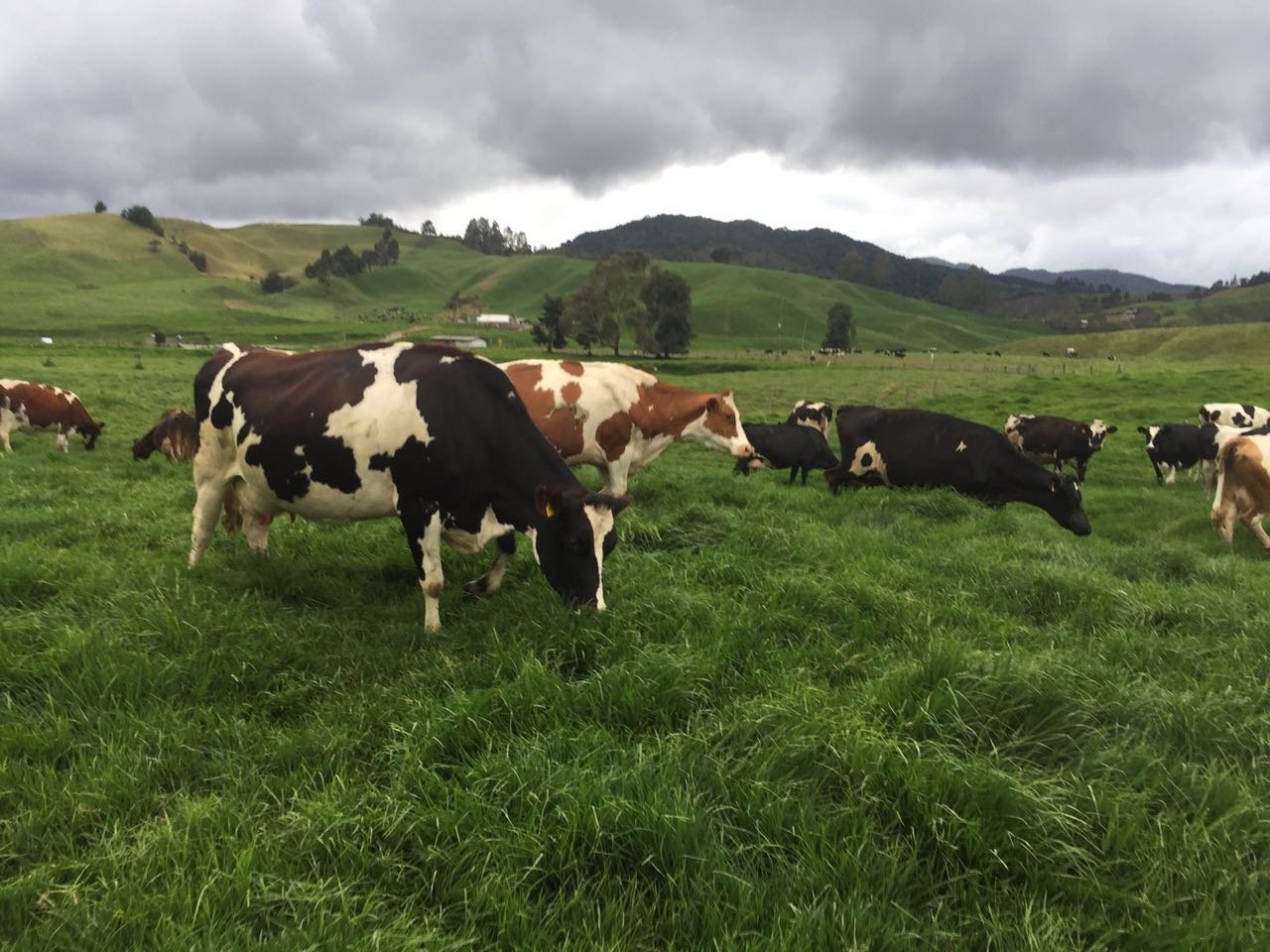 Vacas pastando en un campo verde con colinas al fondo y cielo nublado.
