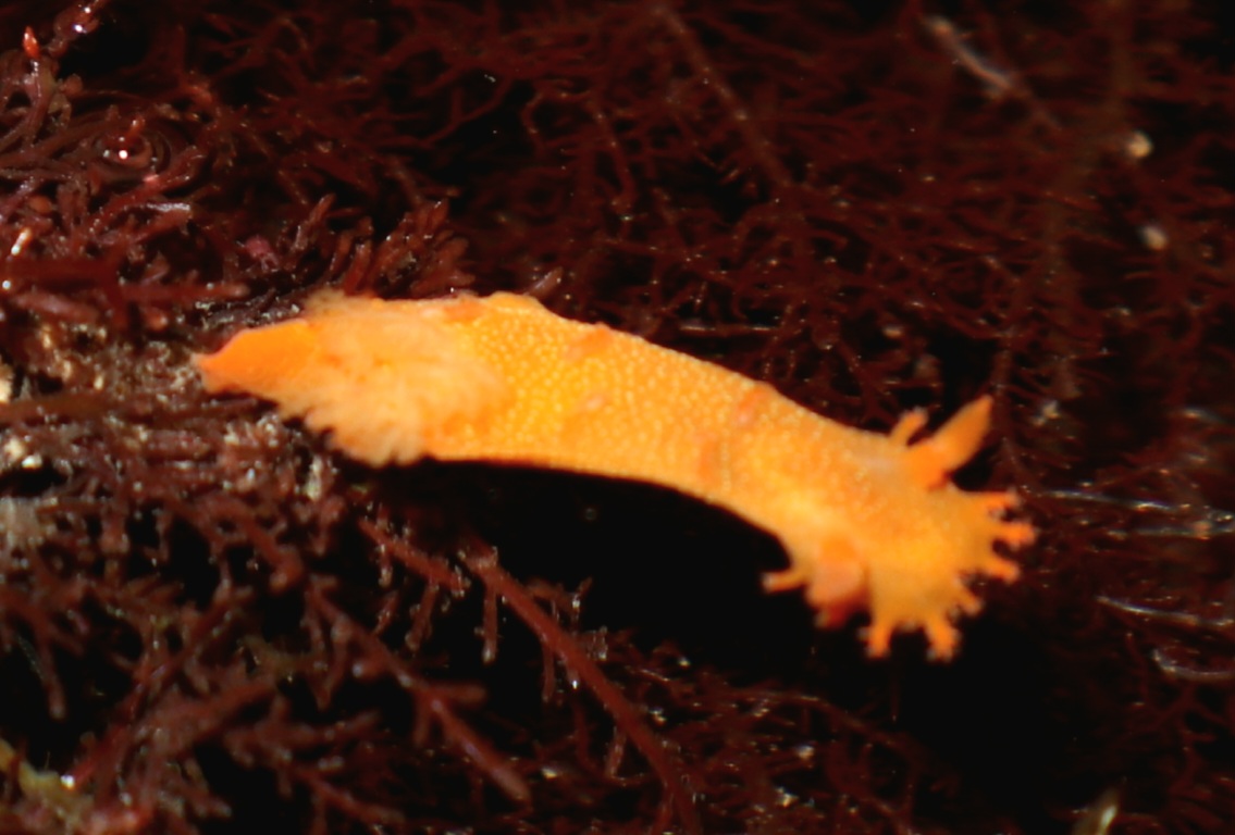 Spotted Dorid ( Triopha maculata)