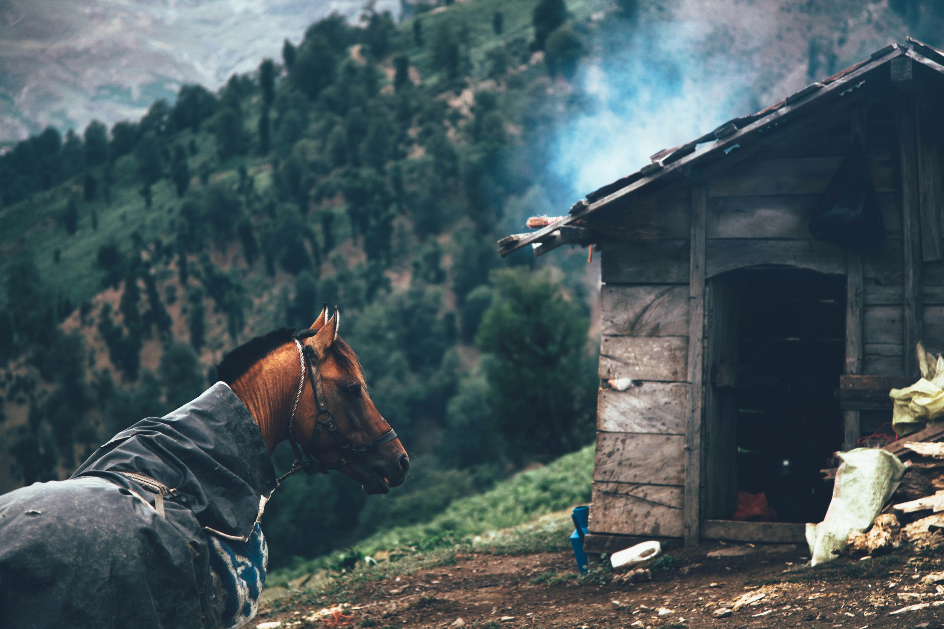caballo marrón fuera de la casa en la montaña