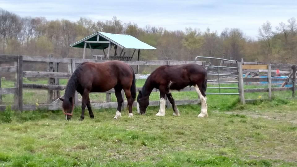 Teddy: With His New Friend Bentley!