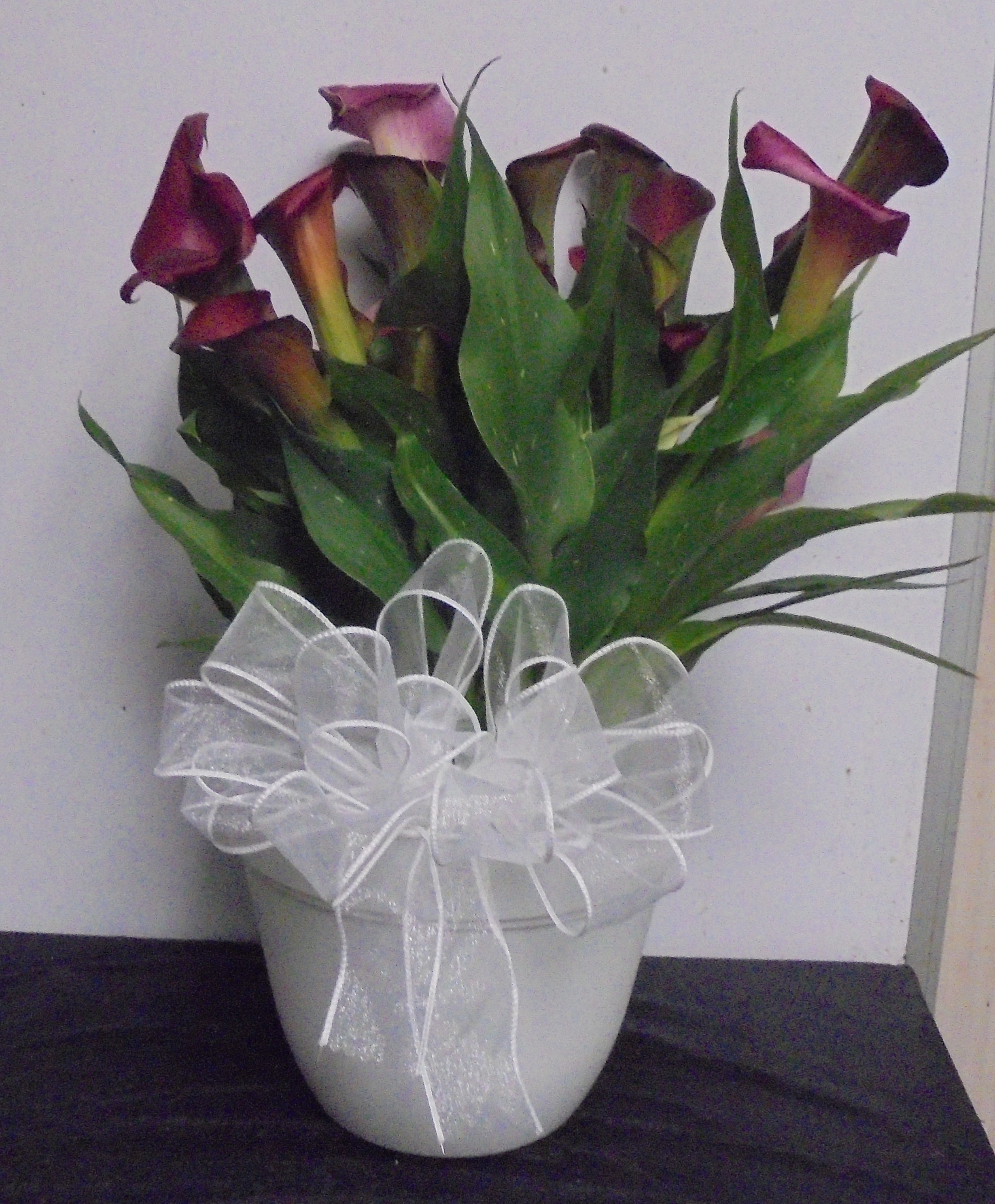 )(6) "Deep Purple" Calla Lily Plant
$45.00